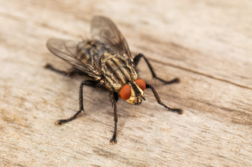  Flies Control